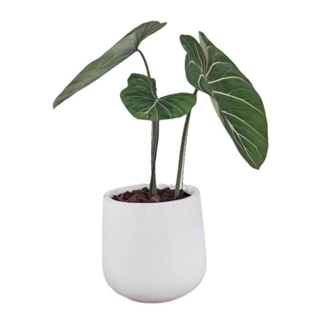 錦緞蔓綠絨 室內盆栽文青居家生活辦公室花盆 水泥盆栽 大型盆栽 琴葉榕植物 開幕盆栽 觀葉植物 龜背芋