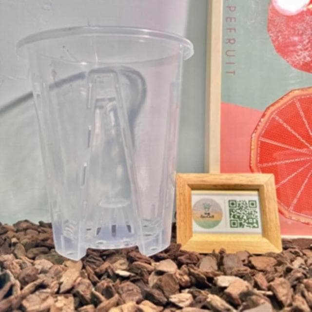 《斑啾植選》內建空氣柱透明高腳盆|14cm(控根盆|觀葉專用盆|蘭花盆|觀葉植物|斑葉|龜背芋|室內植物|盆栽)