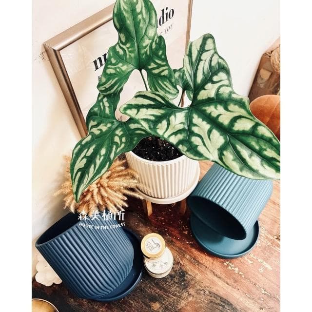 陶盆 簡約線條盆 北歐INS風 觀葉植物 水泥盆 盆器 盆栽