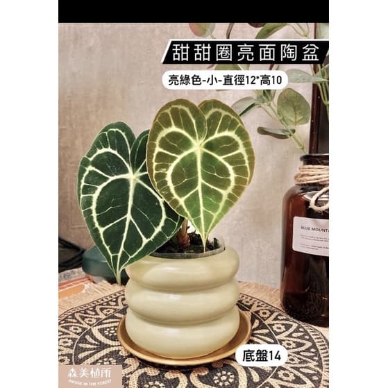 陶盆 米其林甜甜圈噴點盆 觀葉植物 水泥盆 盆器 盆栽 陶器 植栽 簡約盆 多肉盆