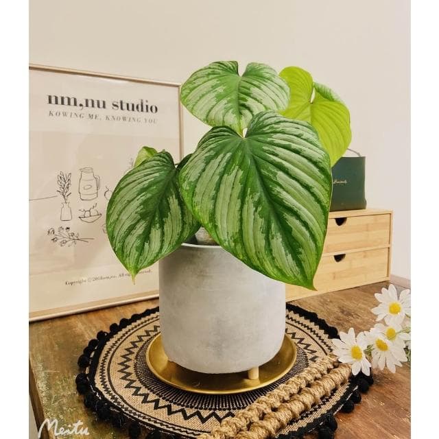 陶盆 米其林甜甜圈噴點盆 觀葉植物 水泥盆 盆器 盆栽 陶器 植栽 簡約盆 多肉盆