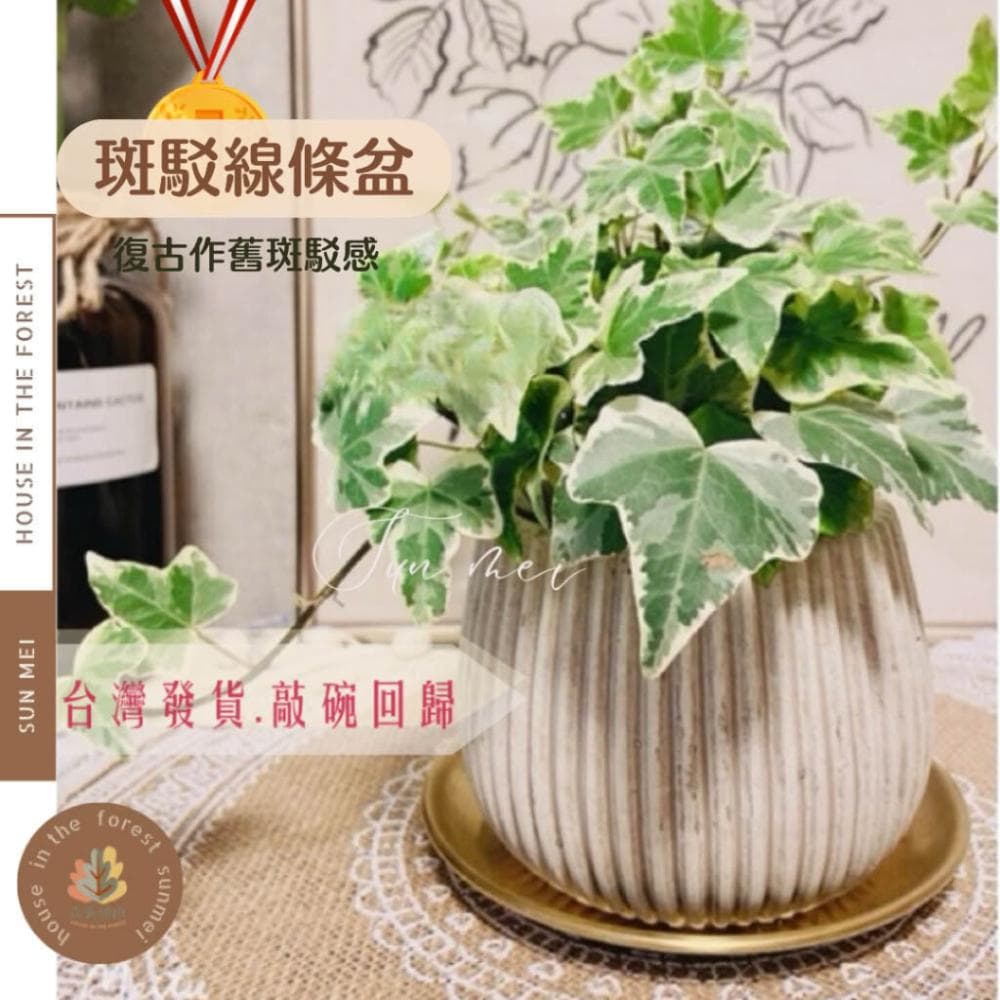 水泥盆 斑駁線條盆 立體線條盆 綠植 種植 盆栽 園藝植物 器皿