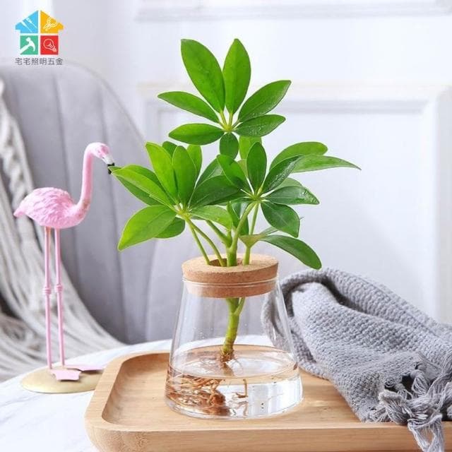 【含軟木塞】玻璃水培造型花盆 水耕植物盆 懶人花盆 水培盆 可養魚 水耕 觀賞盆栽 多肉植物 懶人盆栽