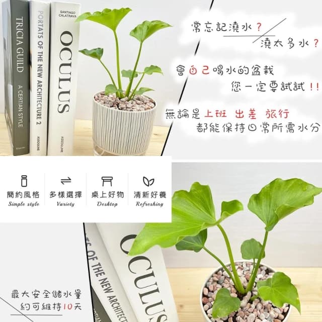 【小品文化】小天使【現貨】4吋仿瓷免澆水盆栽 室內植物 室內盆栽 懶人盆栽 水培植物 水培盆栽 室內盆栽 觀葉植物
