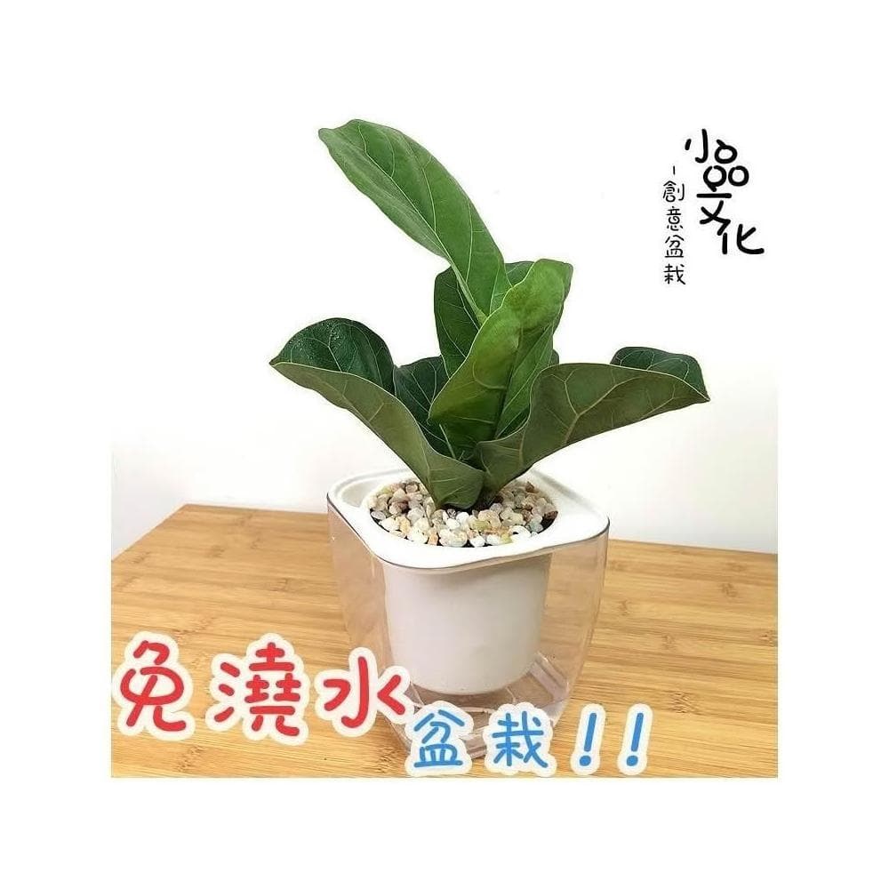 【小品文化】琴葉榕【現貨】4吋透明免澆水盆栽 懶人盆栽 觀葉植物 室內植物 自動吸水 創意花盆 居家辦公盆花