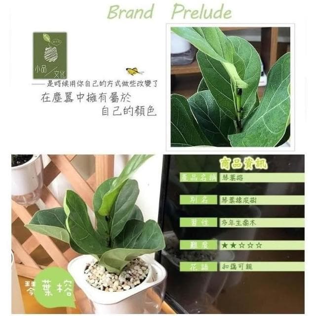 【小品文化】琴葉榕【現貨】4吋透明免澆水盆栽 懶人盆栽 觀葉植物 室內植物 自動吸水 創意花盆 居家辦公盆花