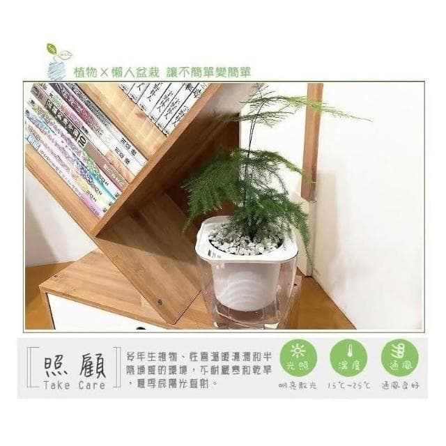 【小品文化】文竹【現貨】4吋透明懶人盆栽 加水更方便 觀葉植物 室內植物 自動吸水 水培 創意花盆 居家辦公盆花 種子