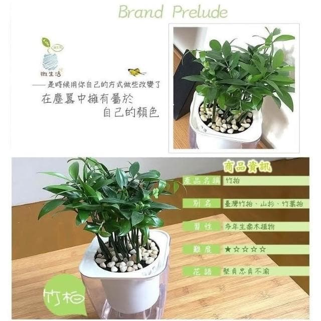 【小品文化】竹柏【現貨】4吋透明懶人盆栽 加水更方便 觀葉植物 室內植物 自動吸水 水培 花盆 居家辦公盆花 種子