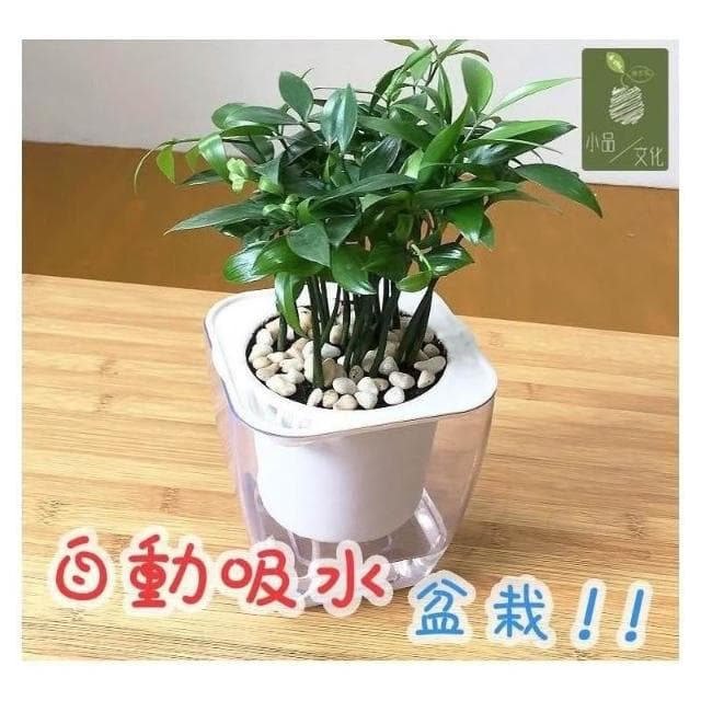 【小品文化】竹柏【現貨】4吋透明懶人盆栽 加水更方便 觀葉植物 室內植物 自動吸水 水培 花盆 居家辦公盆花 種子