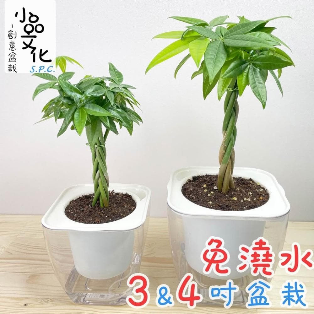 【小品文化】辮子馬拉巴栗【現貨】4吋透明盆栽 發財樹 懶人盆栽 進財植物 室內植物 水培 懶人花盆 辦公室 盆花 花盆