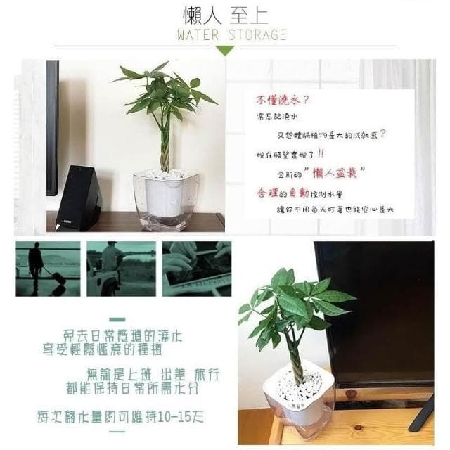 【小品文化】辮子馬拉巴栗【現貨】4吋透明盆栽 發財樹 懶人盆栽 進財植物 室內植物 水培 懶人花盆 辦公室 盆花 花盆