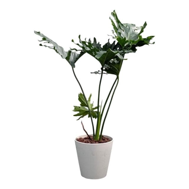 開心農元 觀葉植物 小天使蔓綠絨 白色盆栽