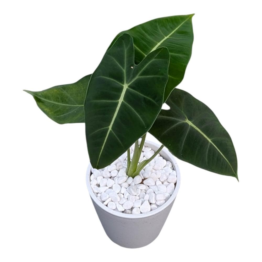 開心農元 觀葉植物 絨葉觀音蓮 白色盆栽