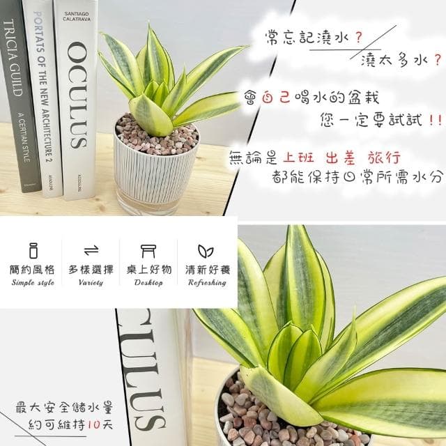 【小品文化】虎尾蘭【現貨】4吋仿瓷免澆水盆栽 室內植物 室內盆栽 懶人盆栽 水培植物 水培盆栽 室內盆栽 觀葉植物