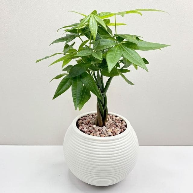 【小品文化】馬拉巴栗辮子【現貨】4吋燈籠免澆水盆栽 室內植物 室內盆栽 懶人盆栽 水培植物 水培盆栽 室內盆栽 觀葉植物