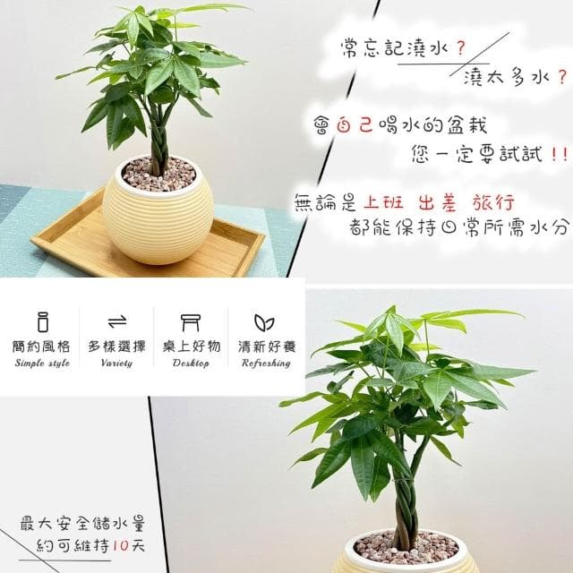 【小品文化】馬拉巴栗辮子【現貨】4吋燈籠免澆水盆栽 室內植物 室內盆栽 懶人盆栽 水培植物 水培盆栽 室內盆栽 觀葉植物
