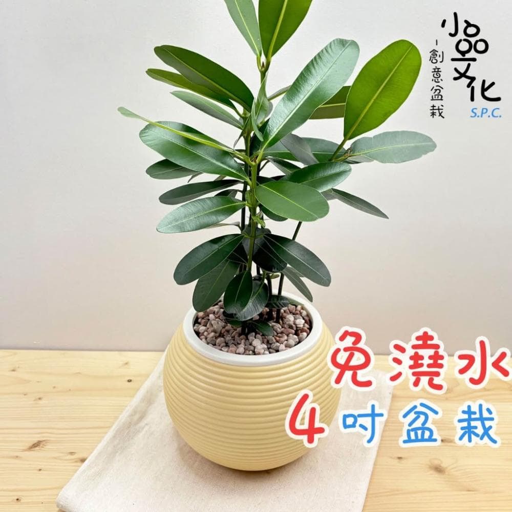 【小品文化】瓊崖海棠【現貨】4吋燈籠免澆水盆栽 室內植物 室內盆栽 懶人盆栽 水培植物 水培盆栽 室內盆栽 觀葉植物