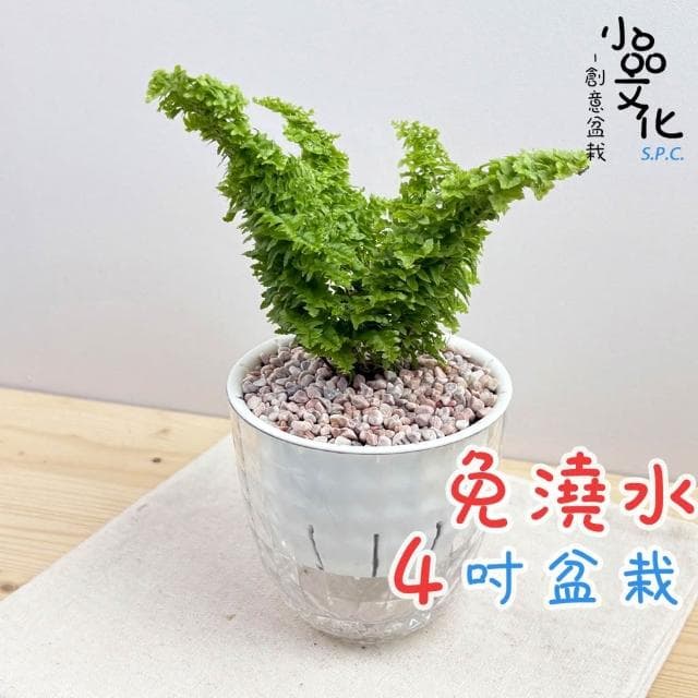 【小品文化】密葉波士頓腎蕨【現貨】4吋鑽石免澆水盆栽 室內植物 室內盆栽 懶人盆栽 水培盆栽 室內盆栽 觀葉植物