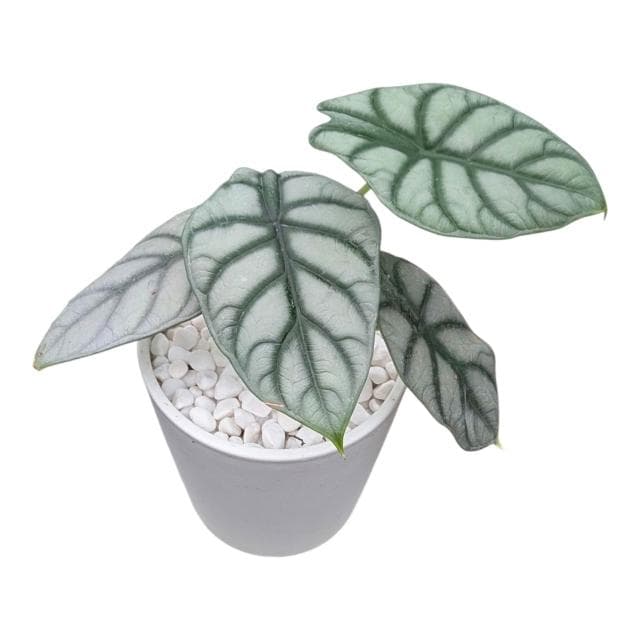 開心農元 觀葉植物 銀龍觀音蓮 白色盆栽