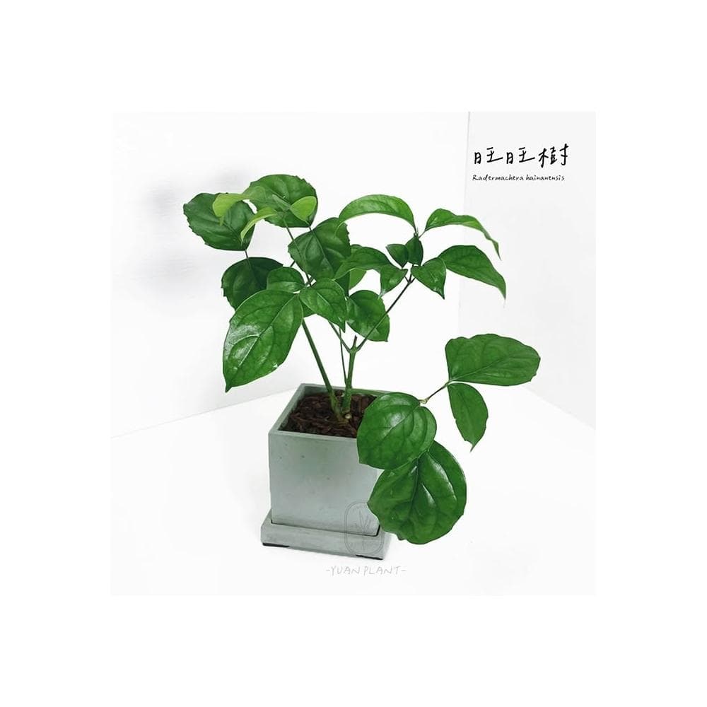 原植|植物|進財樹·旺旺樹·海南菜豆樹· 觀葉植物·室內植物·富貴樹·招財植物·幌傘楓·招財盆栽·居家植栽·開幕禮