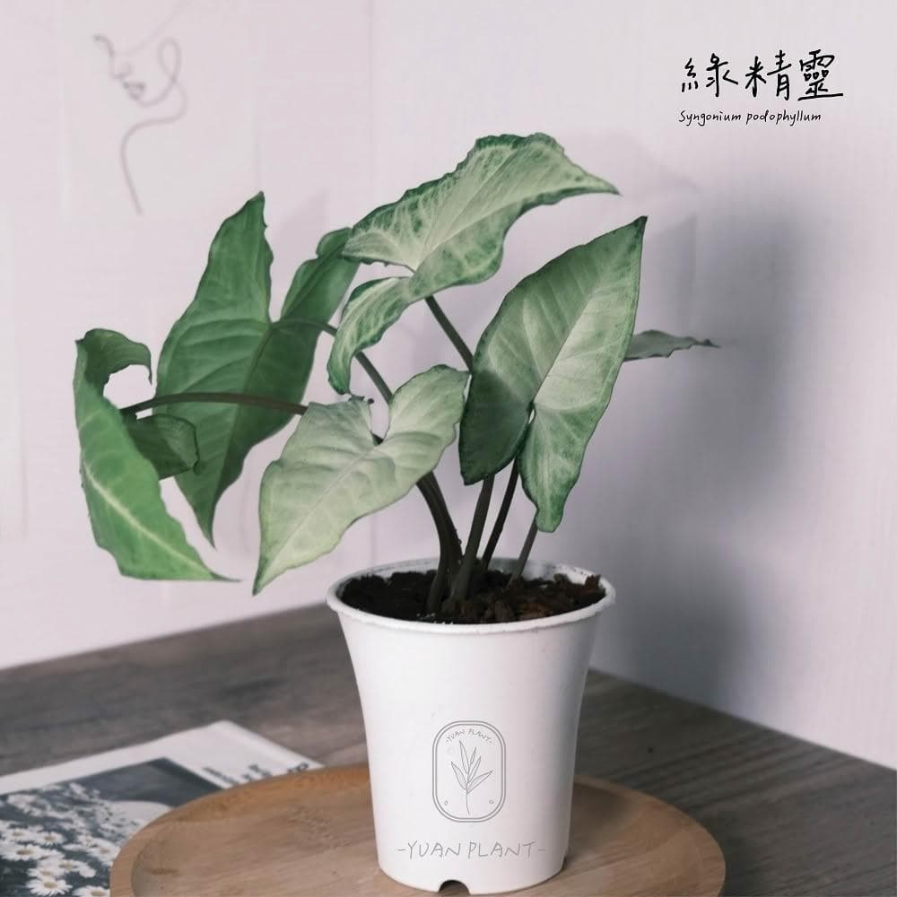 原植|植物|綠精靈合果芋·雨林植物·室內盆栽·懶人盆栽