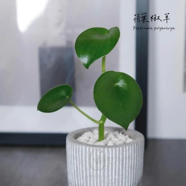 原植|植物|荷葉椒草·觀葉植物·室內植物·淨化空氣·草本植物·耐陰植物·辦公室盆栽·水泥盆