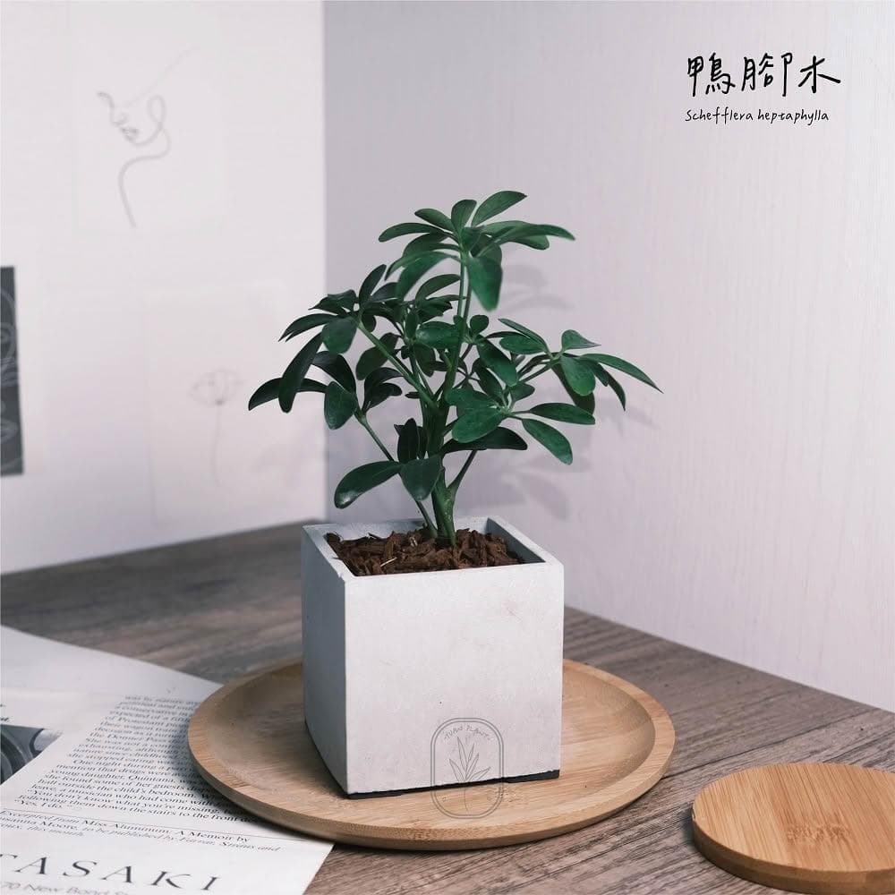 原植|植物|小葉鴨腳木·鵝掌藤·七葉藤·七葉蓮·手樹·耐陰植物·室內植物·盆栽·辦公室植物·水泥盆栽·3吋