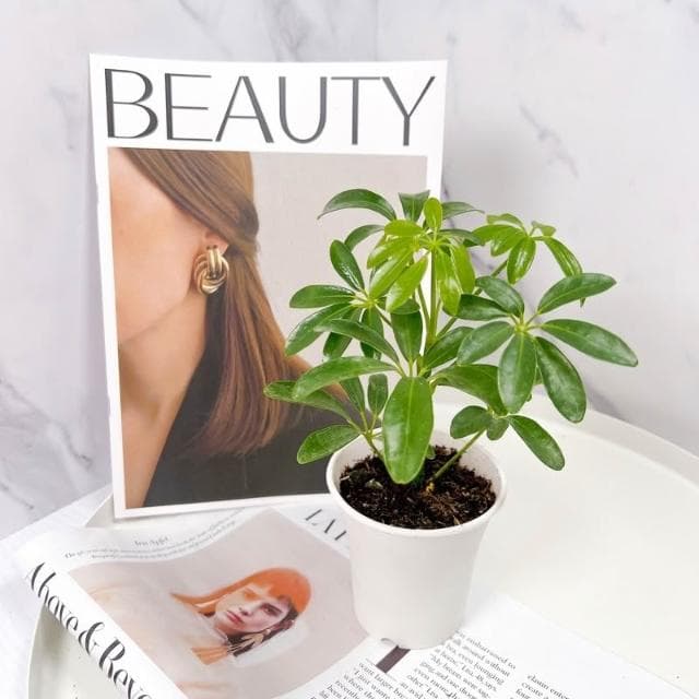 原植|植物|小葉鴨腳木·鵝掌藤·七葉藤·七葉蓮·手樹·耐陰植物·室內植物·盆栽·辦公室植物·水泥盆栽·3吋