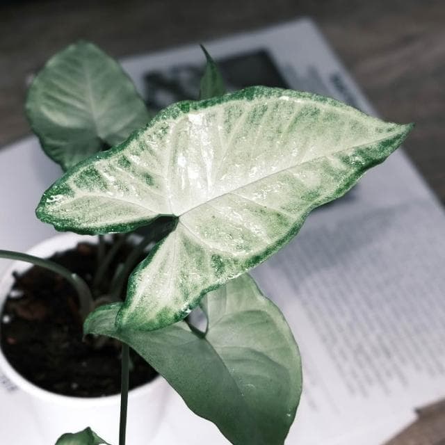 原植合果芋·綠精靈(辦公室盆栽·室內植物·植物送禮·造型盆栽)