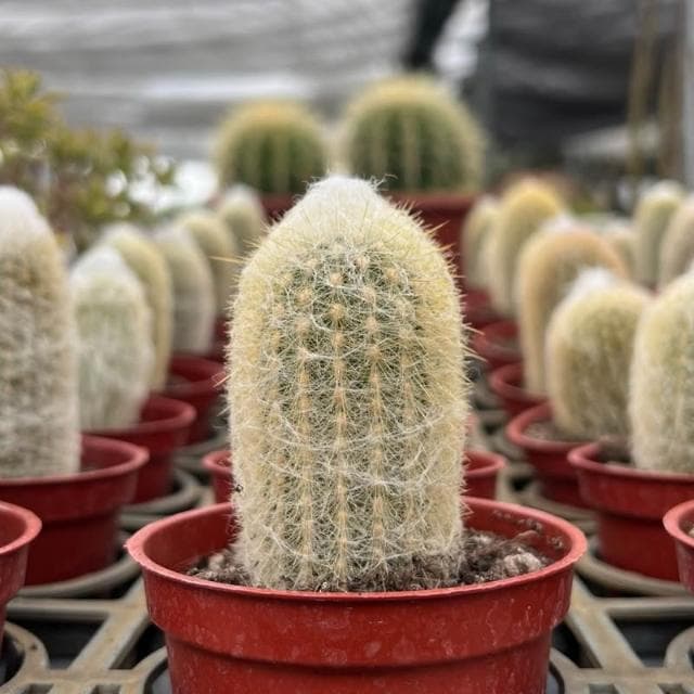 《花田多肉》🌵【老樂柱/幻樂柱】 3吋盆 多肉植物/仙人掌/園藝/盆栽