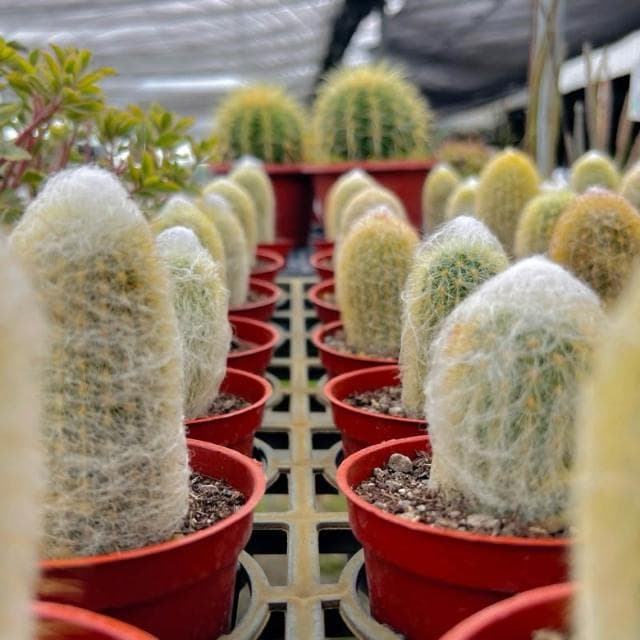 《花田多肉》🌵【老樂柱/幻樂柱】 3吋盆 多肉植物/仙人掌/園藝/盆栽