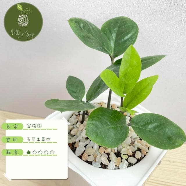 金錢樹【現貨】4吋透明免澆水盆栽 懶人盆栽 觀葉植物 室內植物 自動吸水 創意花盆 居家辦公盆花