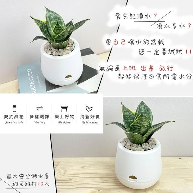 虎紋金邊虎尾蘭【現貨】3吋雪胖盆 懶人盆栽 加水更方便 觀葉植物 室內植物 自動吸水 水培 創意花盆
