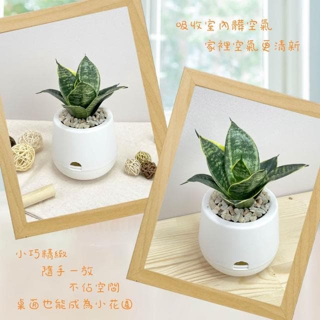 虎紋金邊虎尾蘭【現貨】3吋雪胖盆 懶人盆栽 加水更方便 觀葉植物 室內植物 自動吸水 水培 創意花盆