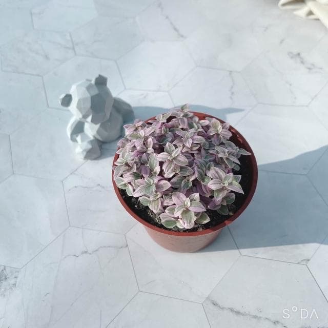 《花田多肉》🌵【胭脂雲】多肉植物/婚禮小物/仙人掌/療癒小物/觀葉植物/空氣鳳梨/盆栽