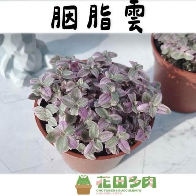 《花田多肉》🌵【胭脂雲】多肉植物/婚禮小物/仙人掌/療癒小物/觀葉植物/空氣鳳梨/盆栽