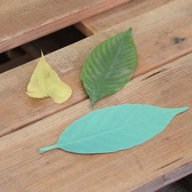 h concept 葉子溫度計 5入(日本 色溫變化 感受四季 日本文創 居家貼式 送禮推薦 聖誕 交換禮物 )