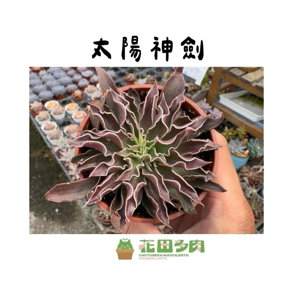 《花田多肉》🌵【太陽神劍】3吋盆 多肉植物/多肉/景天科/戶外植物盆栽