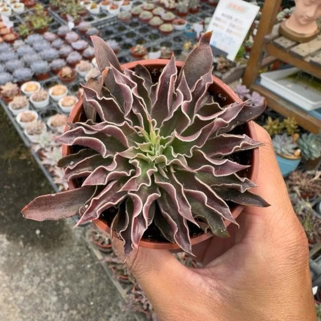 《花田多肉》🌵【太陽神劍】3吋盆 多肉植物/多肉/景天科/戶外植物盆栽