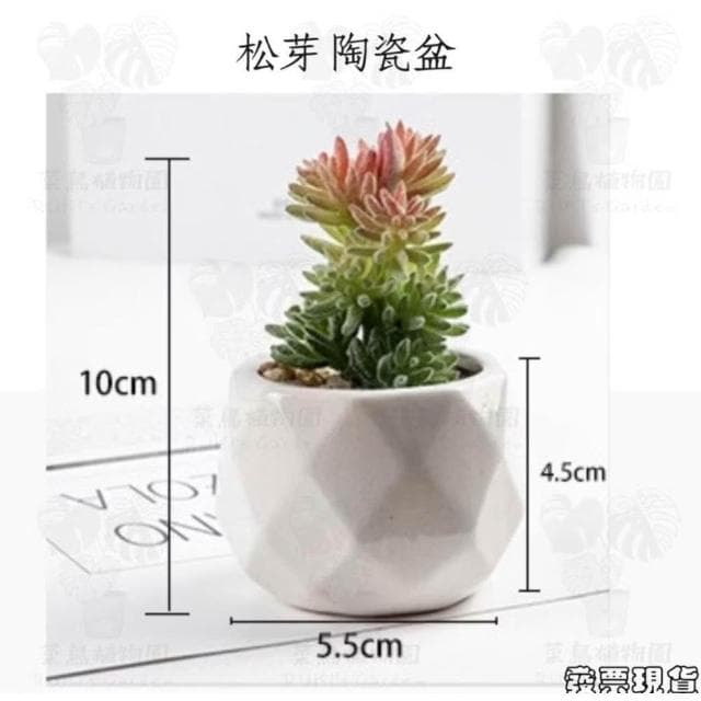 沐晨植物園|仿真植物 仿真多肉 盆栽裝飾 小盆栽假植物 假盆栽 辦公室盆栽 迷你盆栽 仿真盆栽 仿真植物盆栽 居家裝飾