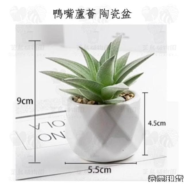沐晨植物園|仿真植物 仿真多肉 盆栽裝飾 小盆栽假植物 假盆栽 辦公室盆栽 迷你盆栽 仿真盆栽 仿真植物盆栽 居家裝飾