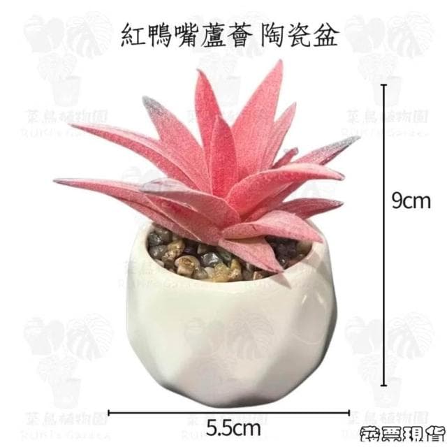 沐晨植物園|仿真植物 仿真多肉 盆栽裝飾 小盆栽假植物 假盆栽 辦公室盆栽 迷你盆栽 仿真盆栽 仿真植物盆栽 居家裝飾