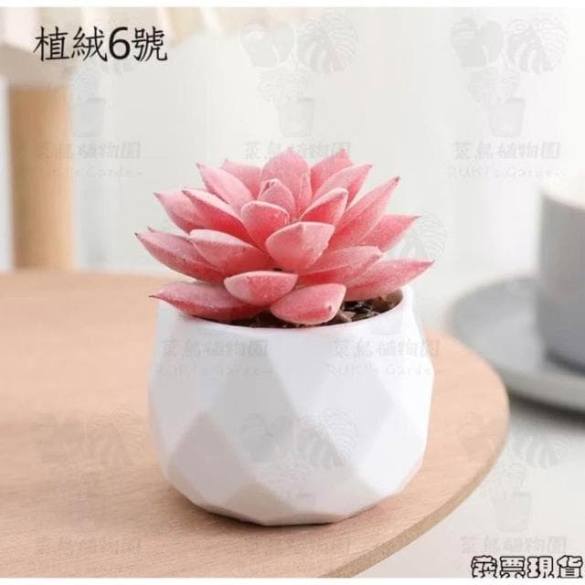 沐晨植物園|仿真植物 仿真多肉 盆栽裝飾 小盆栽假植物 假盆栽 辦公室盆栽 迷你盆栽 仿真盆栽 仿真植物盆栽 居家裝飾