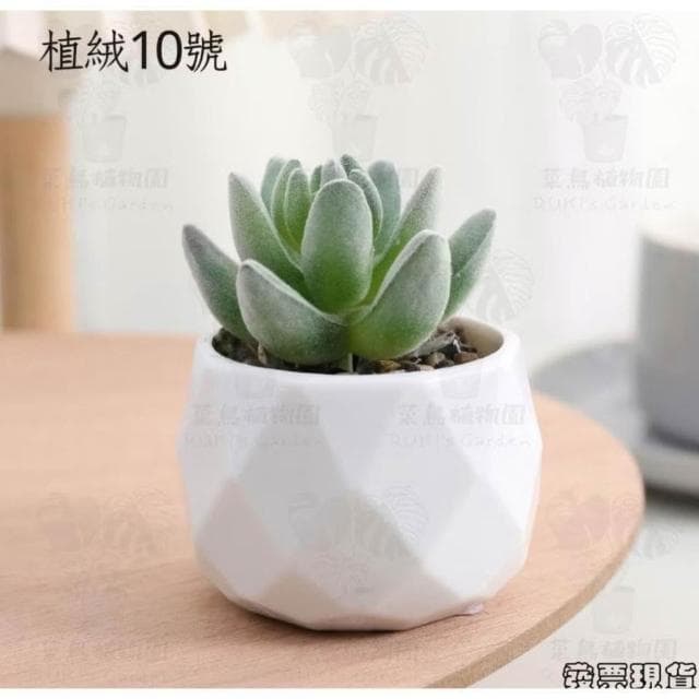 沐晨植物園|仿真植物 仿真多肉 盆栽裝飾 小盆栽假植物 假盆栽 辦公室盆栽 迷你盆栽 仿真盆栽 仿真植物盆栽 居家裝飾