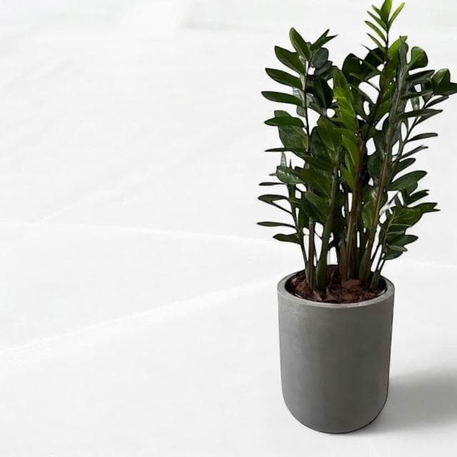 金錢樹 美鐵芋盆栽八吋水泥盆 竹簍 開幕送禮 室內植物 觀葉植物 開幕盆栽 室內盆栽 盆栽植物  園藝天堂鳥 龜背芋盆栽