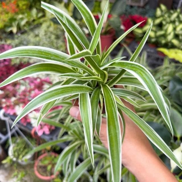 《花田多肉》🌵【吊蘭】 3吋盆 觀葉植物/室內植物/園藝/盆栽