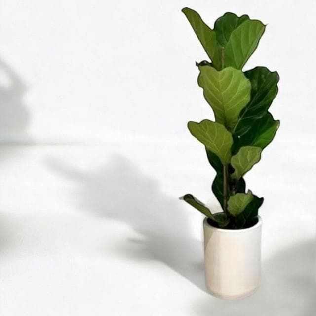 琴葉榕 大葉琴葉榕八吋水泥盆 開幕送禮 室內植物 觀葉植物 開幕盆栽 室內盆栽 盆栽植物  園藝 發財樹盆栽 龜背芋盆栽