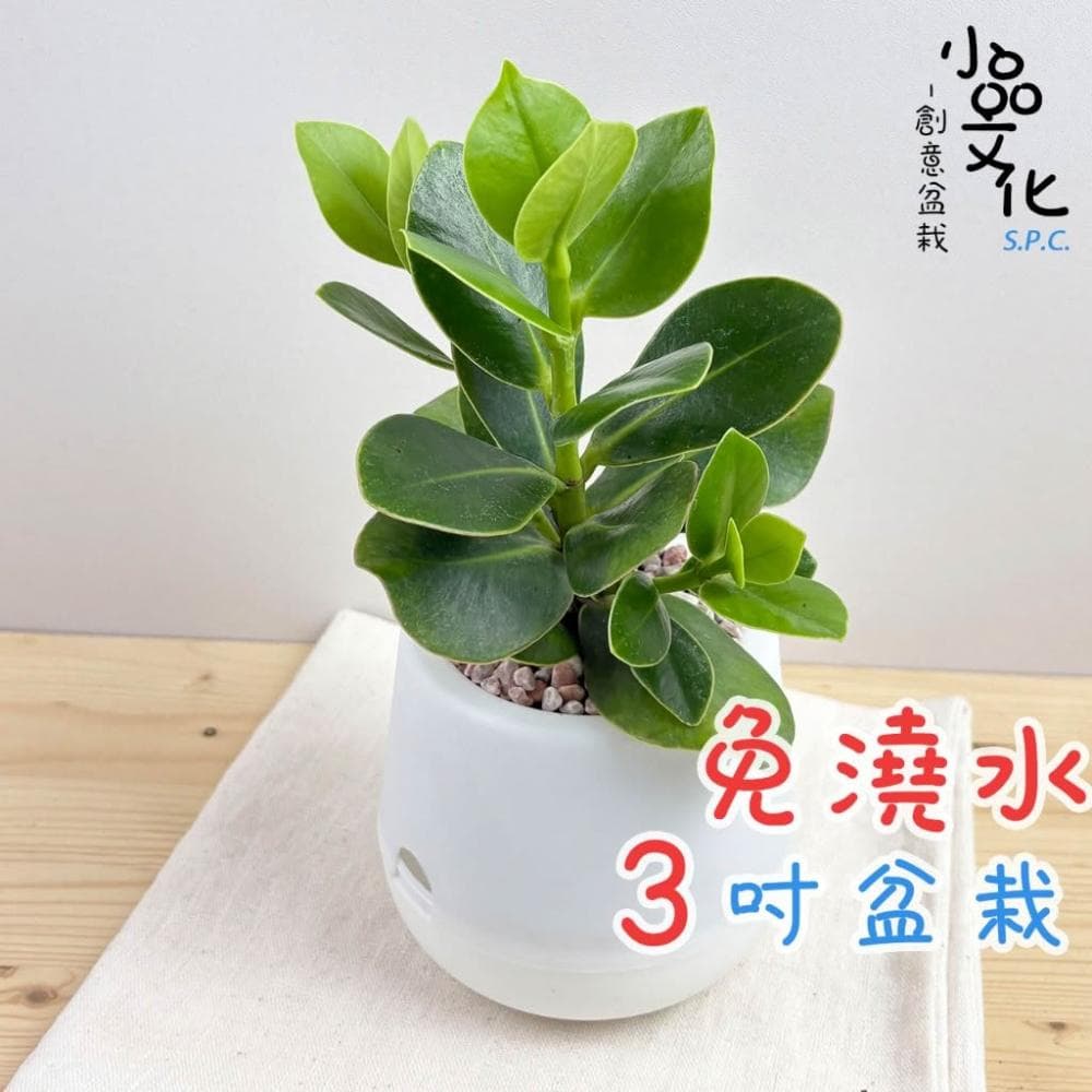 書帶木【現貨】3吋雪胖免澆水盆栽 室內植物 辦公室盆栽 懶人盆栽 水培植物 水培盆栽 植栽