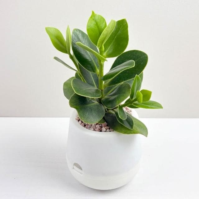 書帶木【現貨】3吋雪胖免澆水盆栽 室內植物 辦公室盆栽 懶人盆栽 水培植物 水培盆栽 植栽