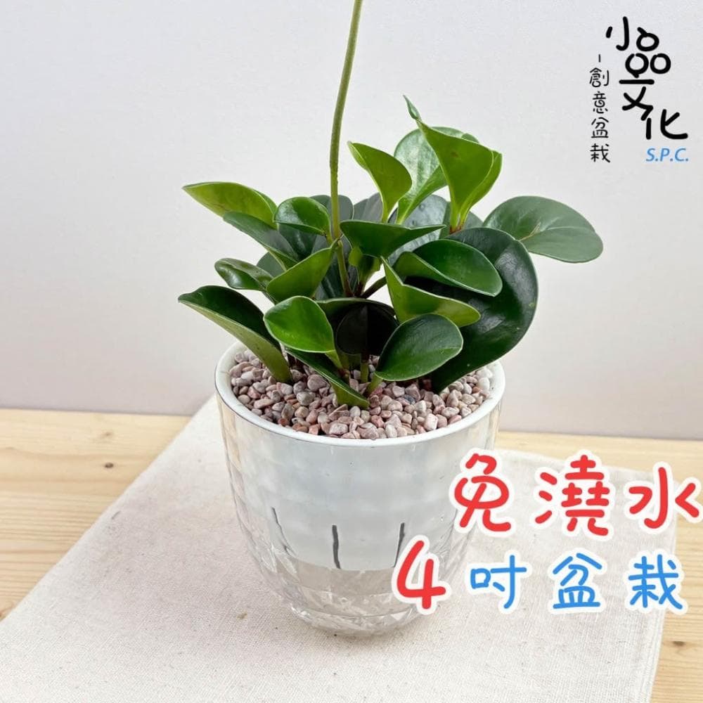 圓葉椒草【現貨】4吋鑽石免澆水盆栽 室內植物 室內盆栽 懶人盆栽 水培植物 水培盆栽 室內盆栽 觀葉植物